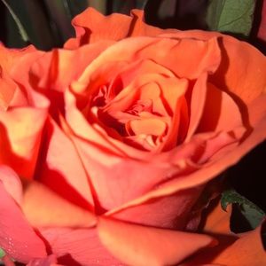 Meet your Posher, Vanessa